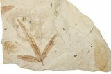 Oligocene Fossil Leaf Plate - France #254348-1